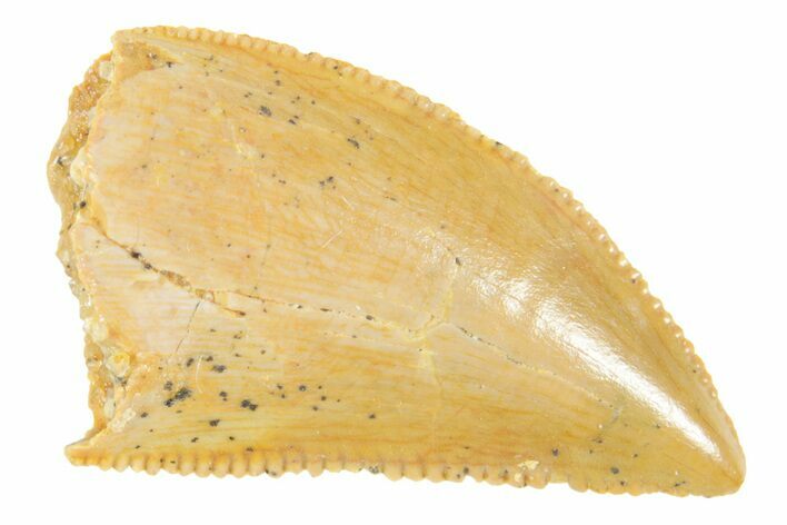 Serrated Raptor Tooth - Real Dinosaur Tooth #364726